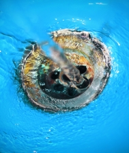 Blocked Drains Cleaning, Waterloo & Walworth & se17